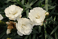 Constant Beauty White Pinks (Dianthus 'Constant Beauty White') at A Very Successful Garden Center