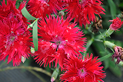 Supra Crimson Pinks (Dianthus 'Supra Crimson') at Stonegate Gardens
