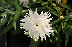 Supra White Pinks (Dianthus 'Supra White') at A Very Successful Garden Center