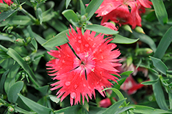 Supra Scarlet Pinks (Dianthus 'Supra Scarlet') at Stonegate Gardens