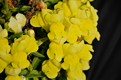 Candy Tops Yellow Snapdragon (Antirrhinum 'Candy Tops Yellow') at A Very Successful Garden Center