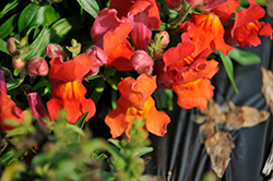 Snapshot Orange Snapdragon (Antirrhinum majus 'PAS409638') at A Very Successful Garden Center