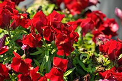 Snaptini Red Snapdragon (Antirrhinum majus 'Snaptini Red') at A Very Successful Garden Center