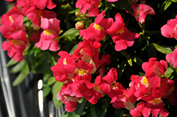 Snaptini Rose Bicolor Snapdragon (Antirrhinum majus 'Snaptini Rose Bicolor') at A Very Successful Garden Center
