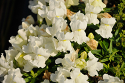 Snaptini White Snapdragon (Antirrhinum majus 'Snaptini White') at Lakeshore Garden Centres