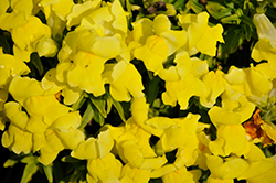 Snaptini Yellow Snapdragon (Antirrhinum majus 'Snaptini Yellow') at Lakeshore Garden Centres