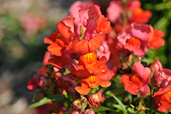 Sonnet Orange Scarlet Snapdragon (Antirrhinum majus 'Sonnet Orange Scarlet') at A Very Successful Garden Center
