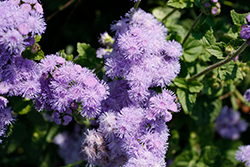 Blue Horizon Flossflower (Ageratum 'Blue Horizon') at A Very Successful Garden Center