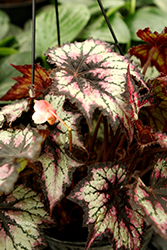 Jurassic Cherry Spike Begonia (Begonia 'Jurassic Cherry Spike') at A Very Successful Garden Center