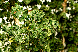 Geranium Leaf Aralia (Polyscias guilfoylei) at A Very Successful Garden Center