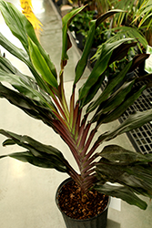 Singapore Twist Ti Plant (Cordyline fruticosa 'Singapore Twist') at A Very Successful Garden Center