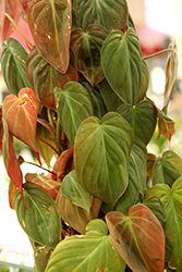Heartleaf Philodendron (Philodendron hederaceum) at A Very Successful Garden Center