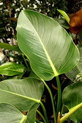Green Congo Philodendron (Philodendron 'Green Congo') at A Very Successful Garden Center