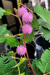 Sensitive Plant (Mimosa pudica) at A Very Successful Garden Center