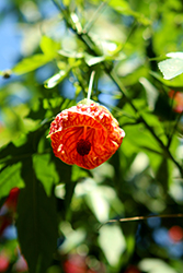 Red Vein Flowering Maple (Abutilon striatum) at A Very Successful Garden Center