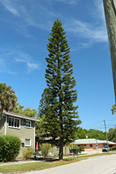Cook Pine (Araucaria columnaris) at Stonegate Gardens