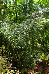 Debao Sago Palm (Cycas debaoensis) at A Very Successful Garden Center