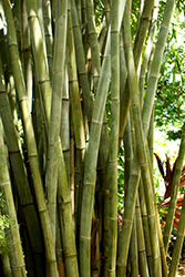 Ghost Bamboo (Dendrocalamus minor 'Amoenus') at Lakeshore Garden Centres