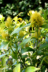 Golden Plume (Schaueria flavicoma) at A Very Successful Garden Center