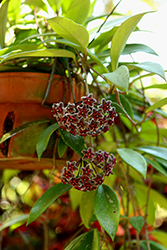 Red Buttons Hoya (Hoya pubicalyx 'Red Buttons') at A Very Successful Garden Center