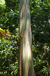 Rainbow Eucalyptus (Eucalyptus deglupta) at Stonegate Gardens