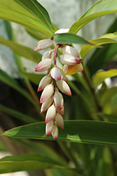 Shell Ginger (Alpinia zerumbet) at A Very Successful Garden Center