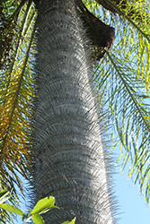 Macauba Palm (Acrocomia aculeata) at A Very Successful Garden Center