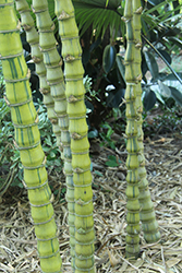Striated Buddah's Belly Bamboo (Bambusa vulgaris 'Wamin Striata') at A Very Successful Garden Center