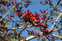 Red Silk Cotton Tree (Bombax ceiba) at A Very Successful Garden Center