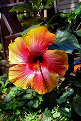 Maui Hibiscus (Hibiscus rosa-sinensis 'Maui') at Lakeshore Garden Centres