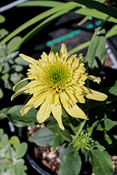 Sundial Zenith Coneflower (Echinacea 'Sundial Zenith') at A Very Successful Garden Center
