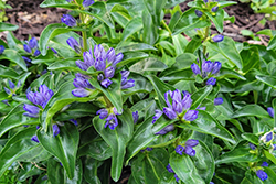 Blue Cross Gentian (Gentiana cruciata 'Blue Cross') at Stonegate Gardens