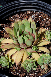 Chick Charms GIANTS Gold Mine Hens And Chicks (Sempervivum 'Gold Mine') at Stonegate Gardens
