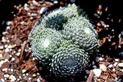 Colorockz Arctic White Hens And Chicks (Sempervivum 'Arctic White') at A Very Successful Garden Center
