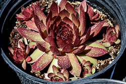 Chick Charms GIANTS Copper Canyon Hens And Chicks (Sempervivum 'Copper Canyon') at Lakeshore Garden Centres