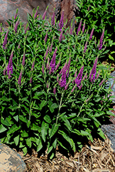 Purplegum Candles Speedwell (Veronica 'Purplegum Candles') at Stonegate Gardens