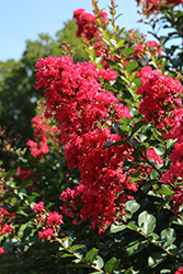 Bellini Raspberry Crapemyrtle (Lagerstroemia indica 'Conlagras') at A Very Successful Garden Center