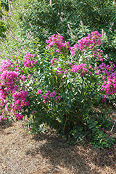 Infinitini Purple Crapemyrtle (Lagerstroemia indica 'G2X13368') at A Very Successful Garden Center