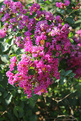 Infinitini Purple Crapemyrtle (Lagerstroemia indica 'G2X13368') at Stonegate Gardens