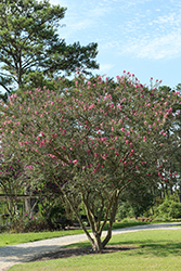 Ozark Spring Crapemyrtle (Lagerstroemia indica 'Ozark Spring') at A Very Successful Garden Center