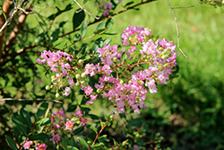 World's Fair Crapemyrtle (Lagerstroemia indica 'World's Fair') at Stonegate Gardens