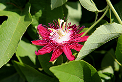 Red Passion Flower (Passiflora coccinea) at A Very Successful Garden Center
