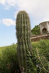 Saguaro Cactus (Carnegiea gigantea) at A Very Successful Garden Center