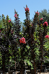 Thunderstruck Coral Boom Crapemyrtle (Lagerstroemia 'JM5') at Lakeshore Garden Centres