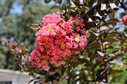 Thunderstruck Coral Boom Crapemyrtle (Lagerstroemia 'JM5') at Lakeshore Garden Centres