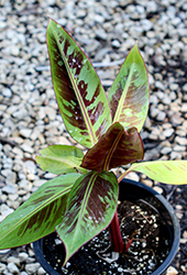 Red Tiger Banana (Musa sikkimensis 'Red Tiger') at A Very Successful Garden Center