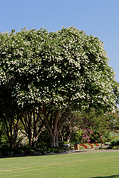 Glendora White Crapemyrtle (Lagerstroemia indica 'Glendora White') at Lakeshore Garden Centres