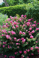 GreatMyrtle Cherry Delight Crapemyrtle (Lagerstroemia 'G19234') at A Very Successful Garden Center