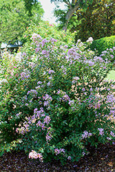 GreatMyrtle Cotton Candy Crapemyrtle (Lagerstroemia 'G19235') at Lakeshore Garden Centres