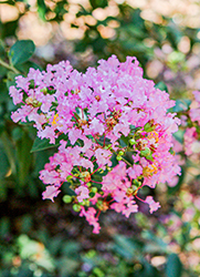 GreatMyrtle Cotton Candy Crapemyrtle (Lagerstroemia 'G19235') at Lakeshore Garden Centres